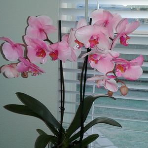 Meet your Posher, Colleen